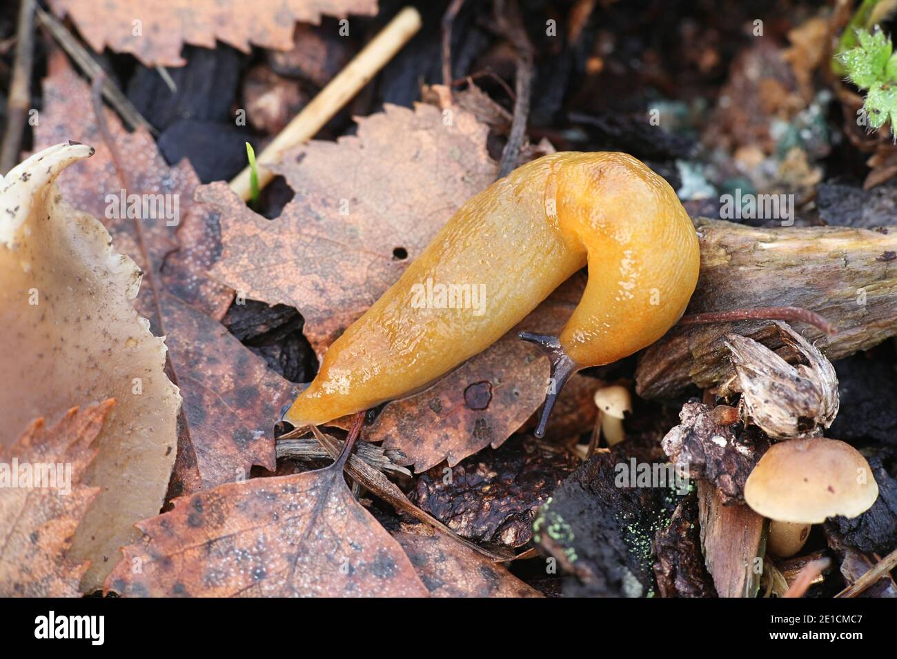 Malacolimax tenellus, commonly known as lemon slug Stock Photo