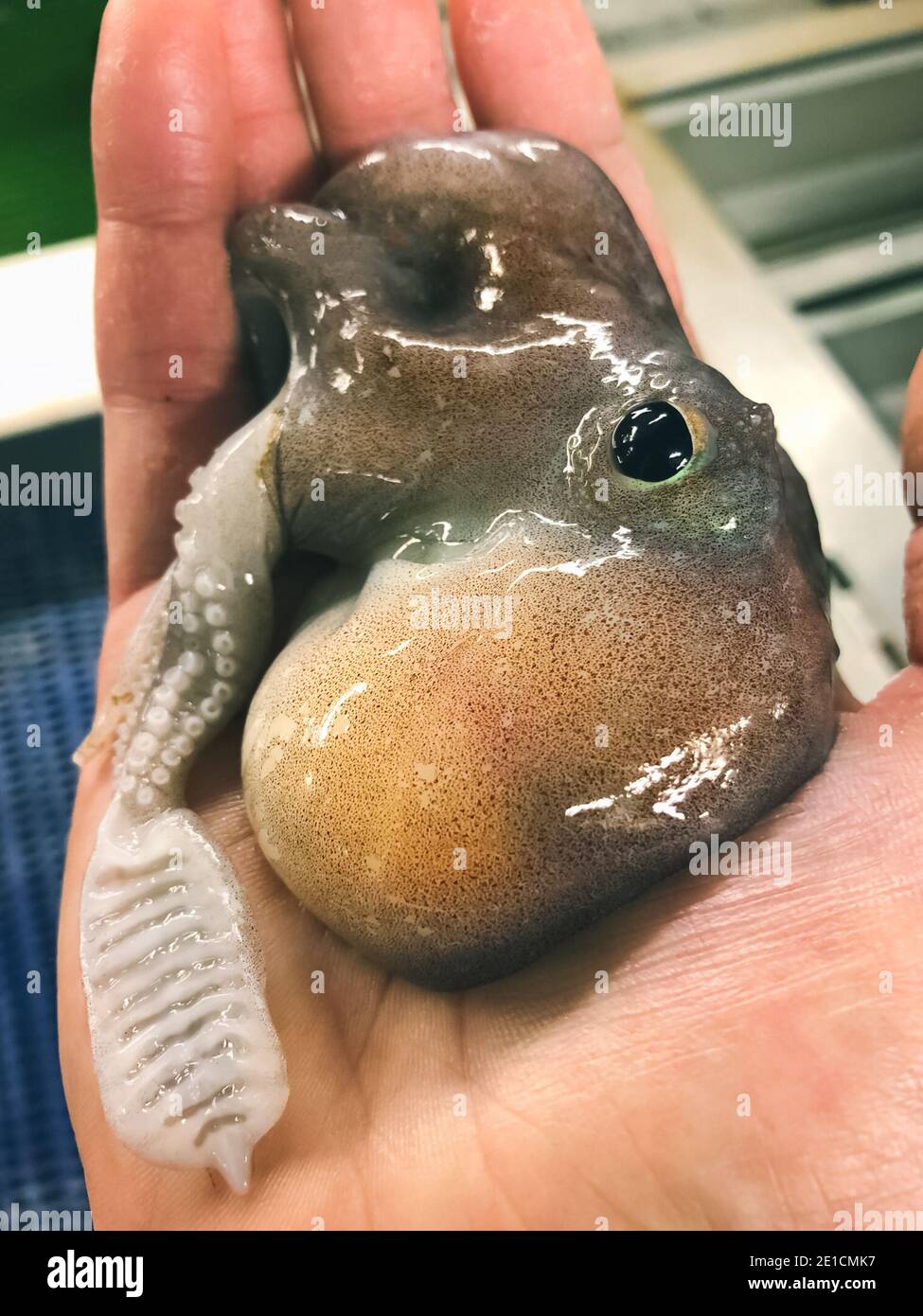 Deep-sea octopus in hand. Deep-sea fish in the fisherman's hand. A deep-sea animal. Stock Photo