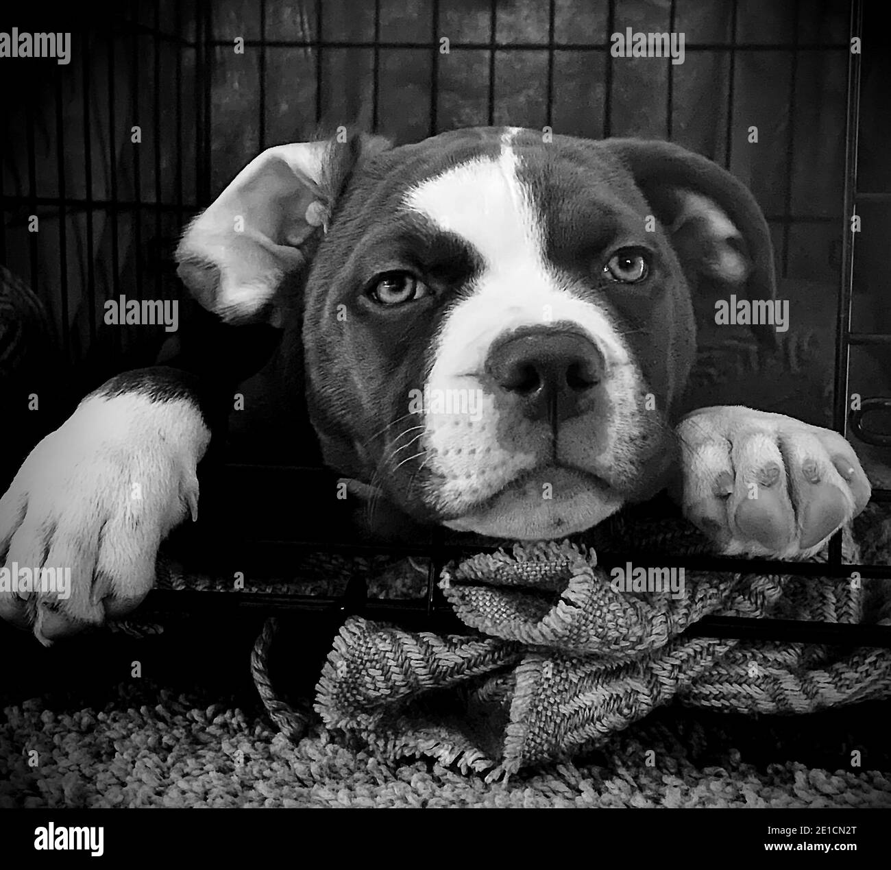 Cute american bulldog puppy Black and White Stock Photos & Images - Alamy