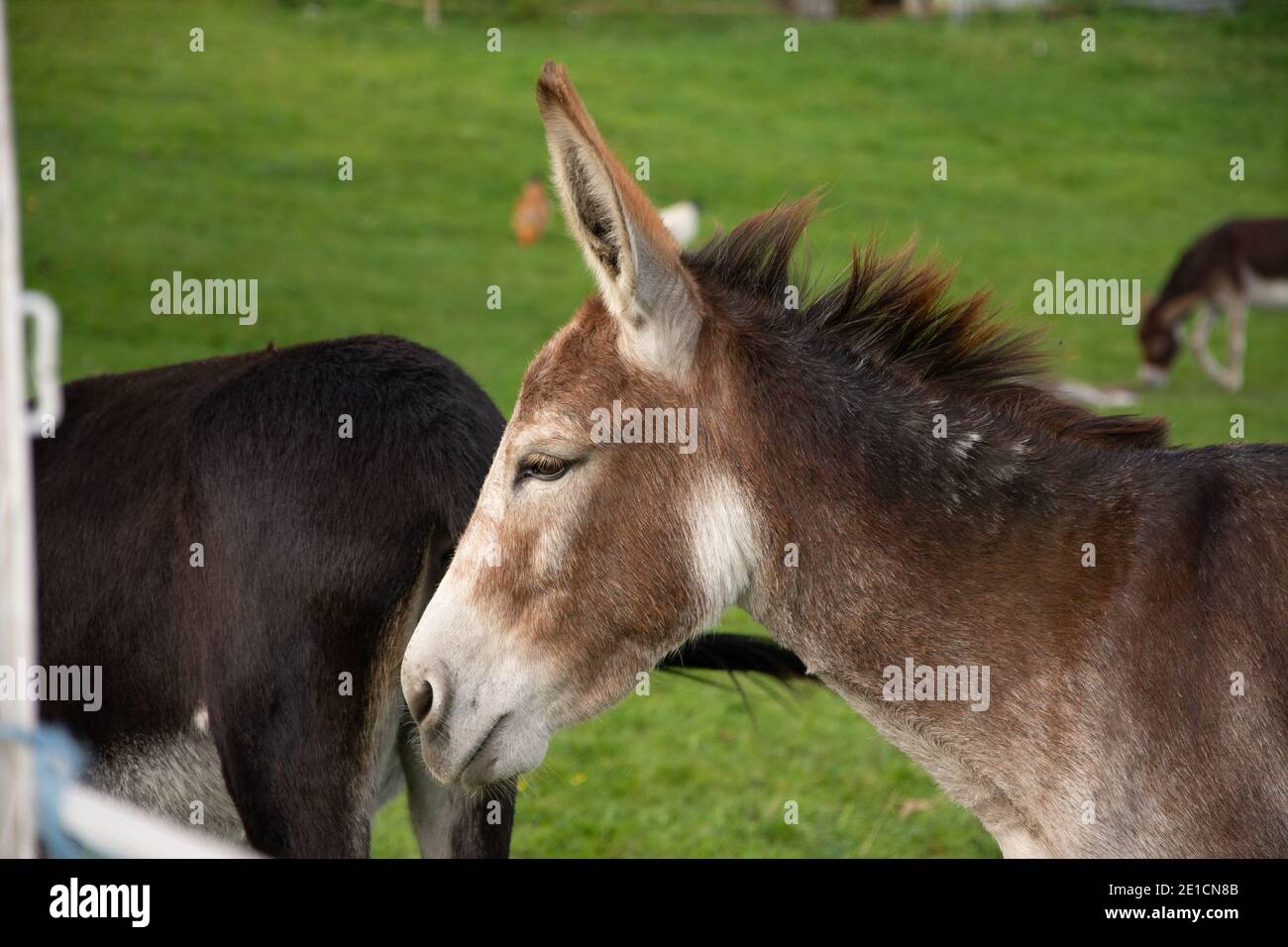 Donkeys in a field on a farm Stock Photo