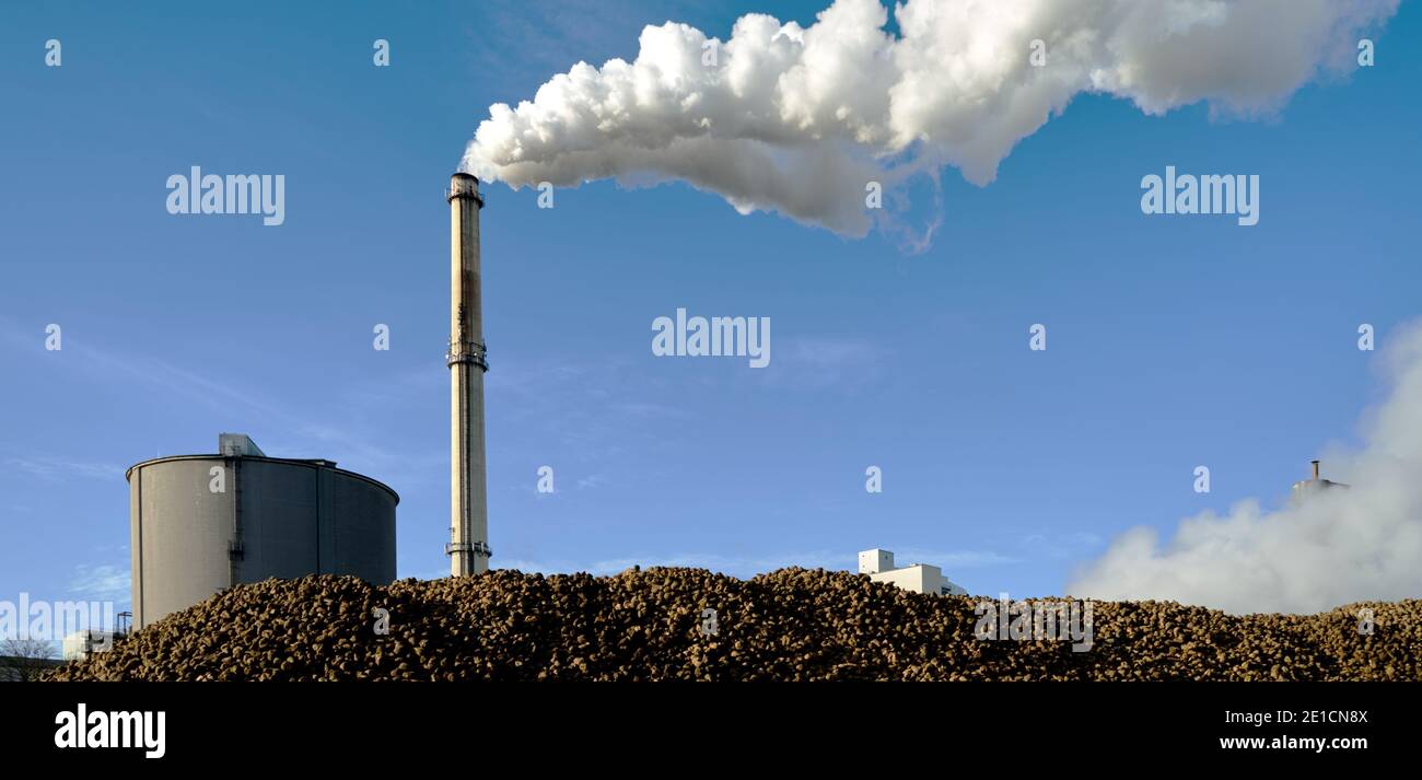 Smoking chimney with smoke and steam behind a stack of sugar beets in a sugar factory Stock Photo