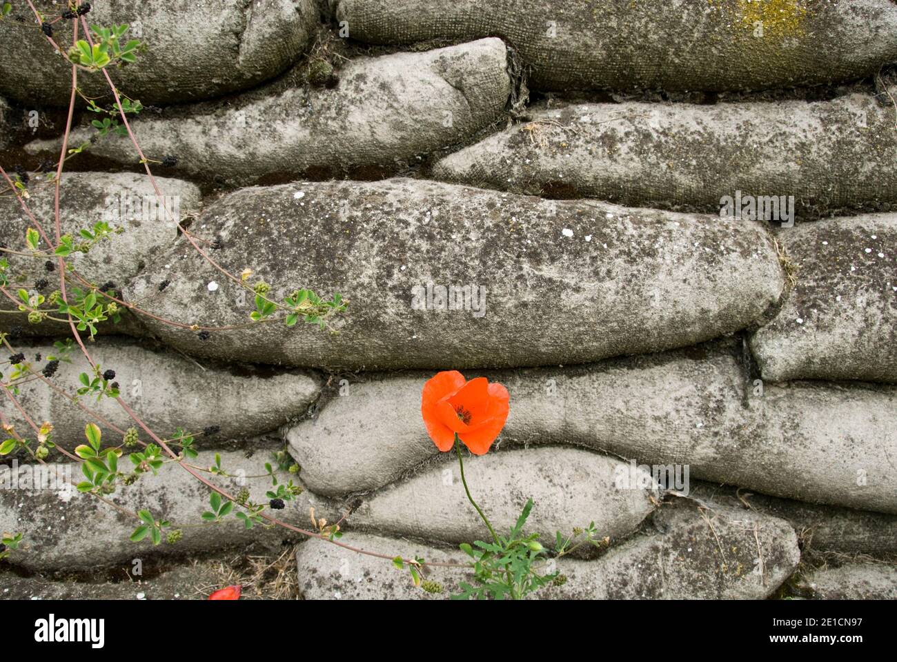 Poppies grow in and around the “Trench of Death,” a preserved section of WW1 military trenches at Diksmuide, Belgium. Stock Photo