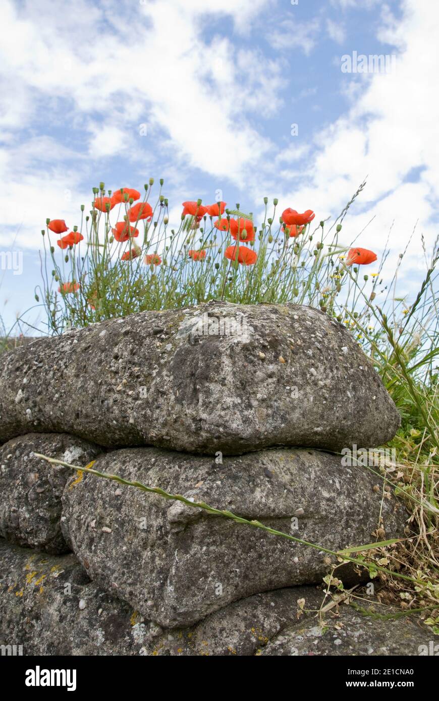 Poppies grow in and around the “Trench of Death,” a preserved section of WW1 military trenches at Diksmuide, Belgium. Stock Photo