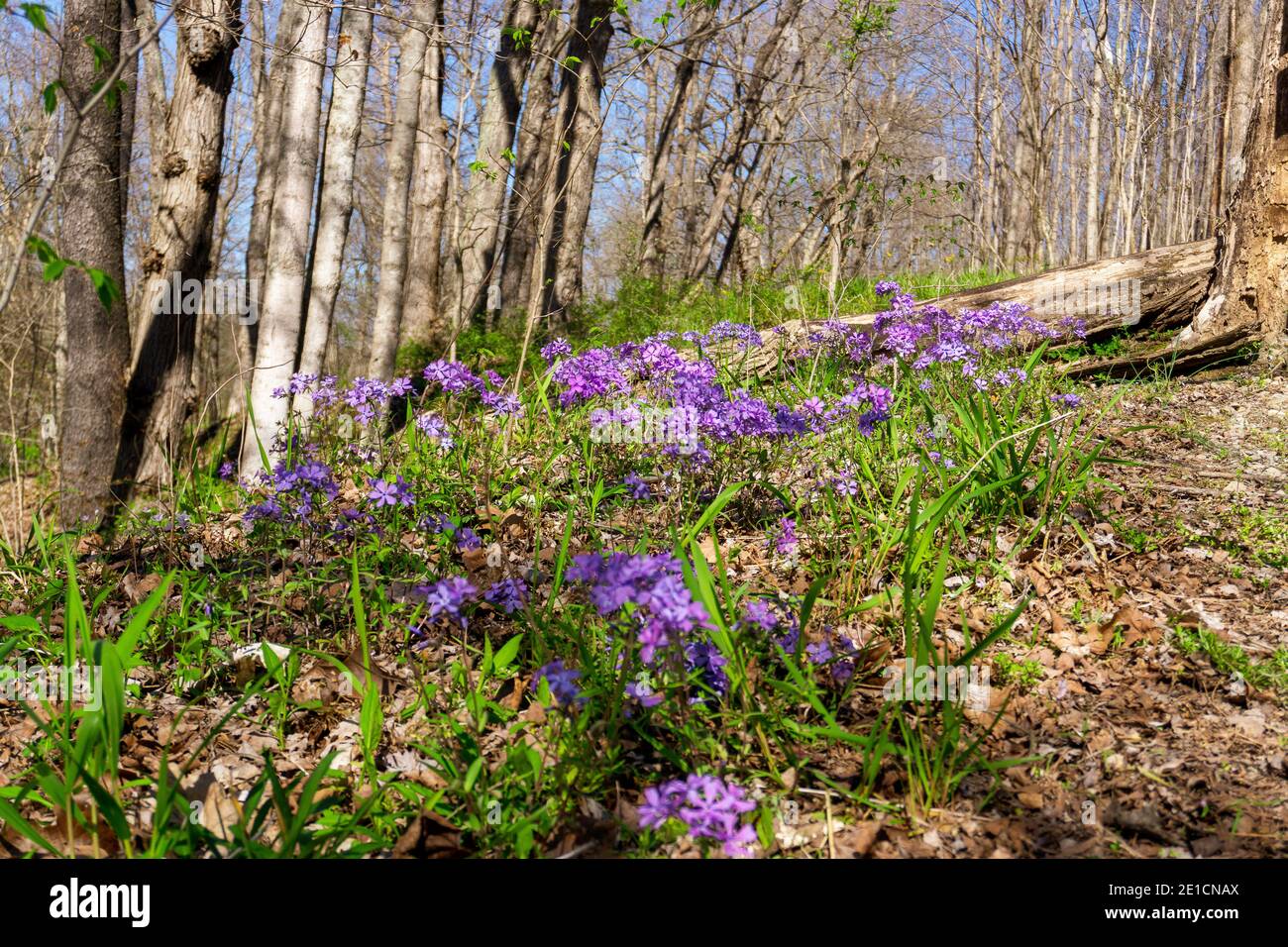 Purple spring wildflowers blooming in southeast Ohio at Cooper Hollow