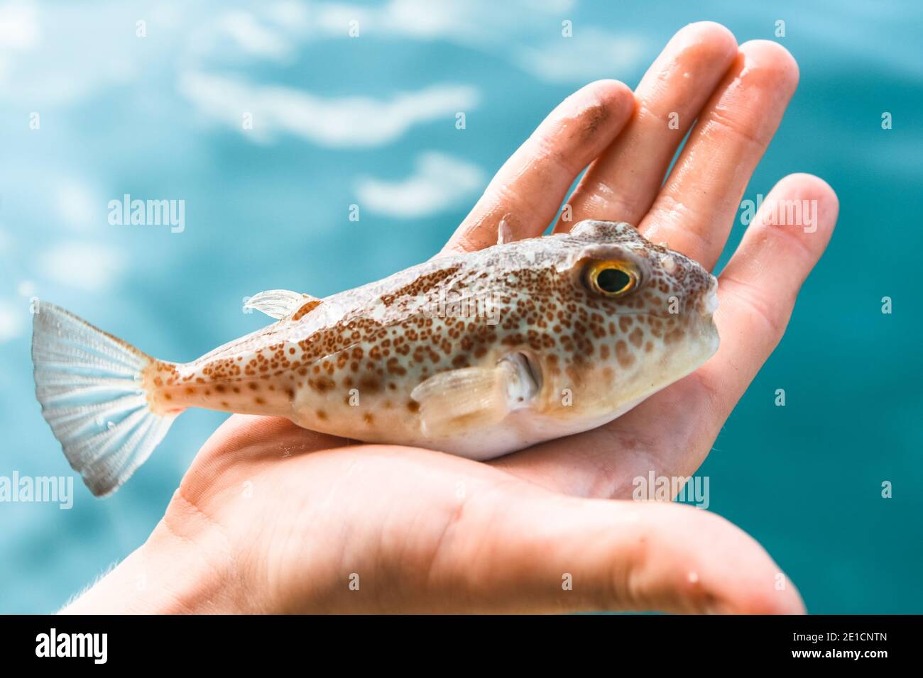 Poisonous Fugu Fish Is Lying On The Palm Of The Hand Close Up The Gulf Of Thailand Stock Photo Alamy Poisonous Fugu Fish Is Lying On The Palm Of The Hand Close Up The Gulf Of Thailand Stock Photo Alamy