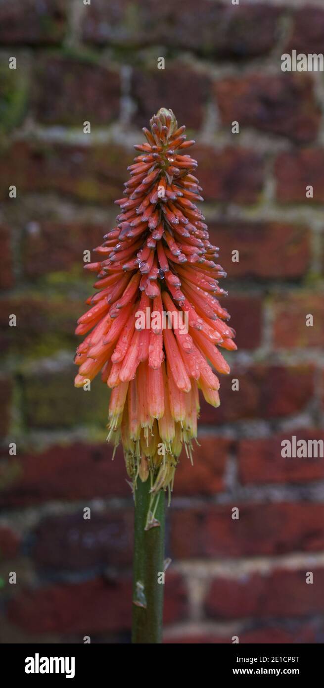 Portrait image of single red hot poker against brick work in winter Stock Photo