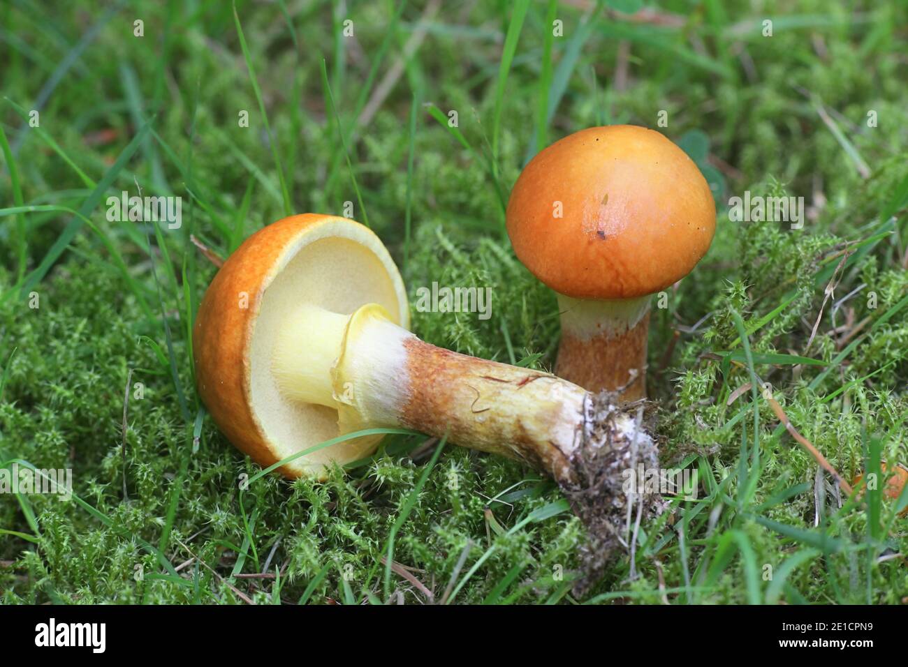 Suillus grevillei, known as Greville's bolete and larch bolete, wild mushroom from Finland Stock Photo