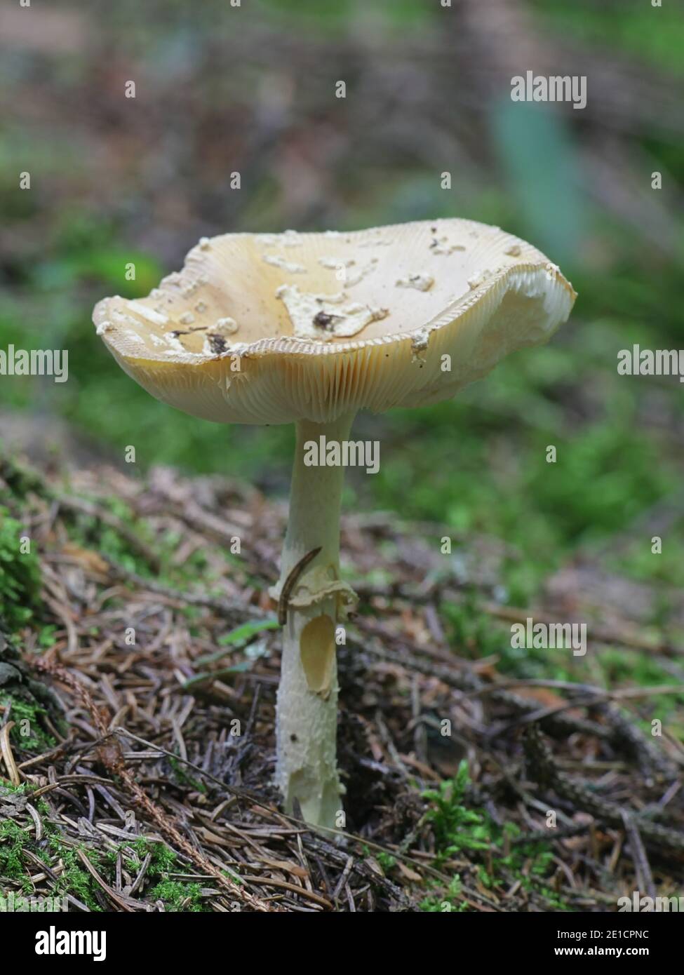 Amanita friabilis, also called Amanitopsis friabilis, commonly known as Fragile Amanita, wild mushroom from Finland Stock Photo