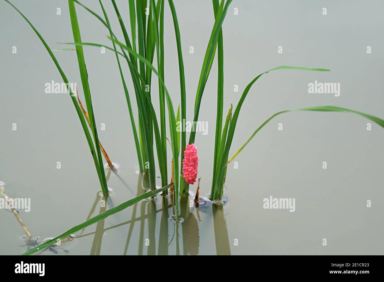 Vibrant Pink Eggs of Golden Apple Snail or Pomacea canaliculata Laid on Growing Rice Plants Stock Photo