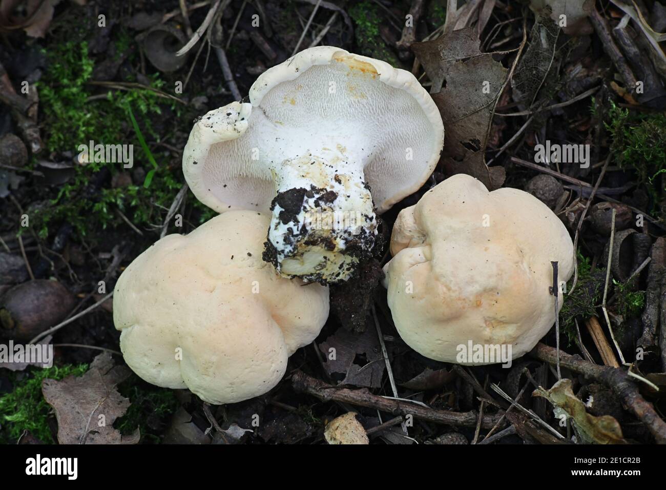 Hydnum repandum, known as the sweet tooth, wood hedgehog or hedgehog