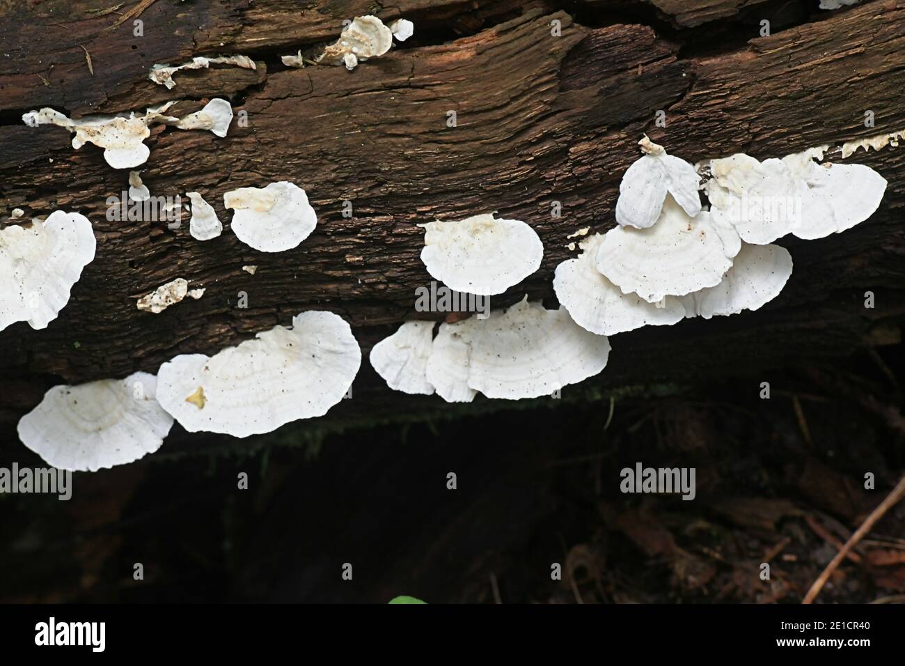 Trametes velutina, also called Trametes pubescens var. velutina, a bracket fungus from Finland with no common english name Stock Photo