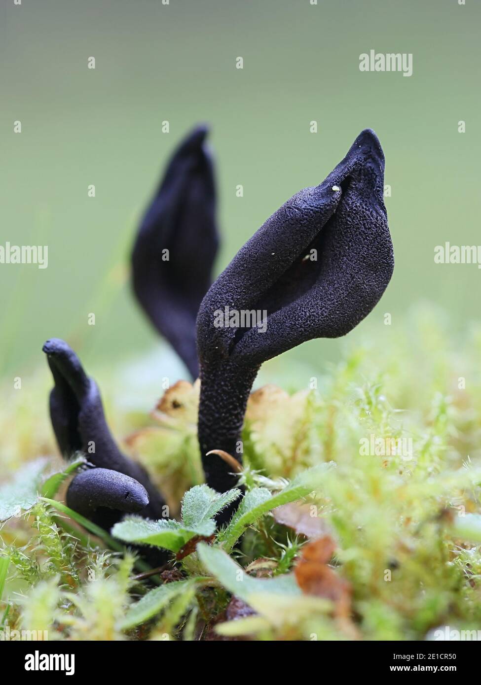 Geoglossum fallax, commonly known as Deceptive Earthtongue, wild fungus from Finland Stock Photo