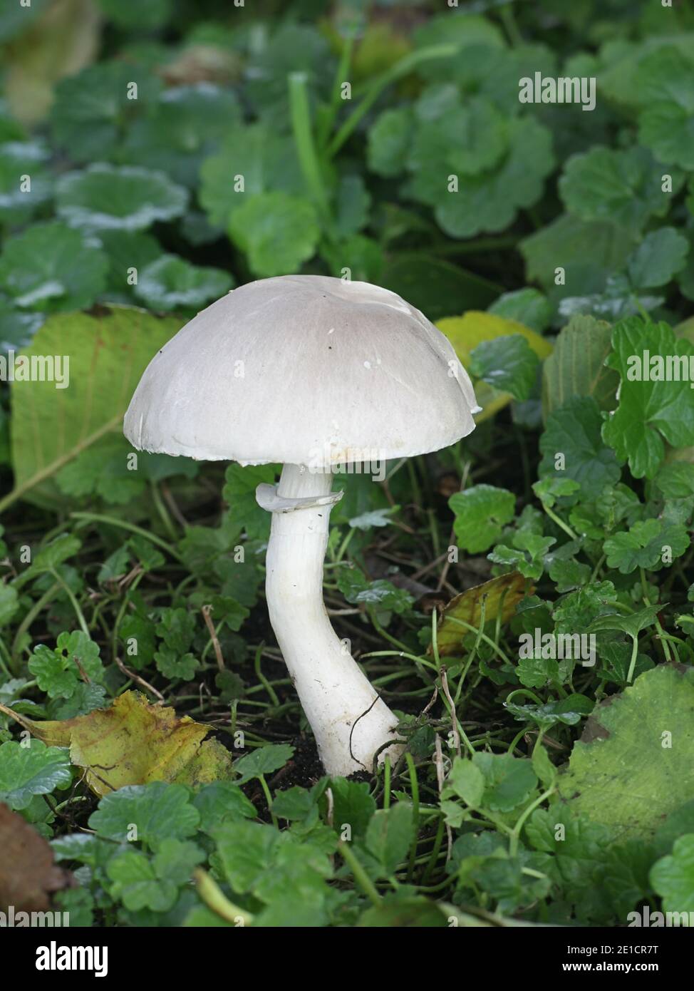Leucoagaricus leucothites, known as White Dapperling, wild mushroom from Finland Stock Photo