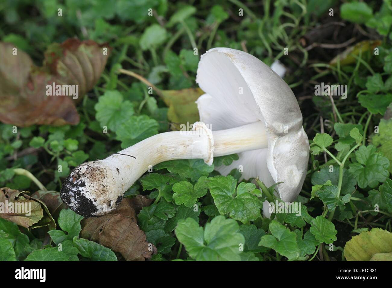 Leucoagaricus leucothites, known as White Dapperling, wild mushroom from Finland Stock Photo