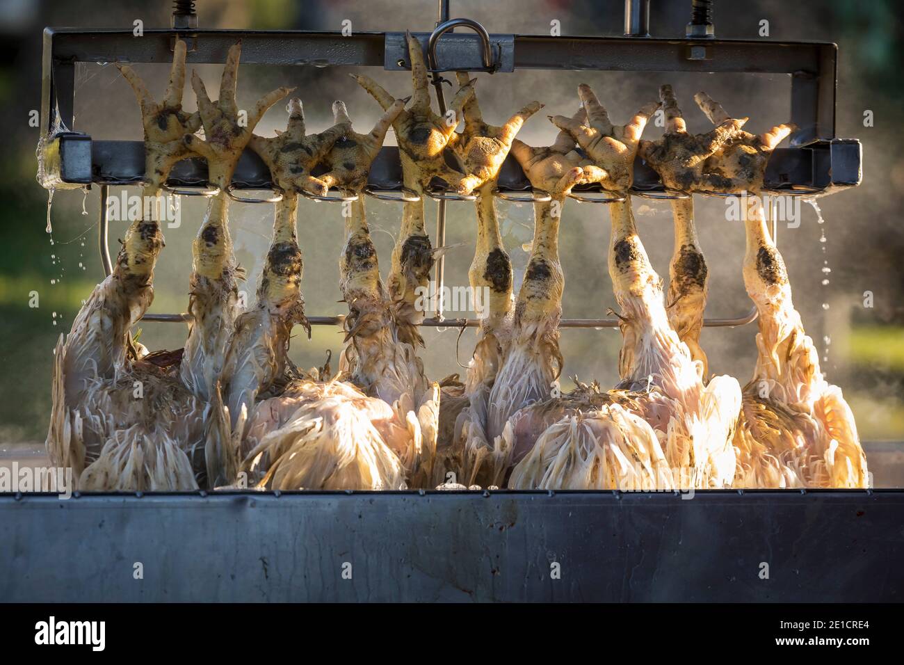 Chicken butchering near Elk Hart Lake, Wisconsin Stock Photo Alamy