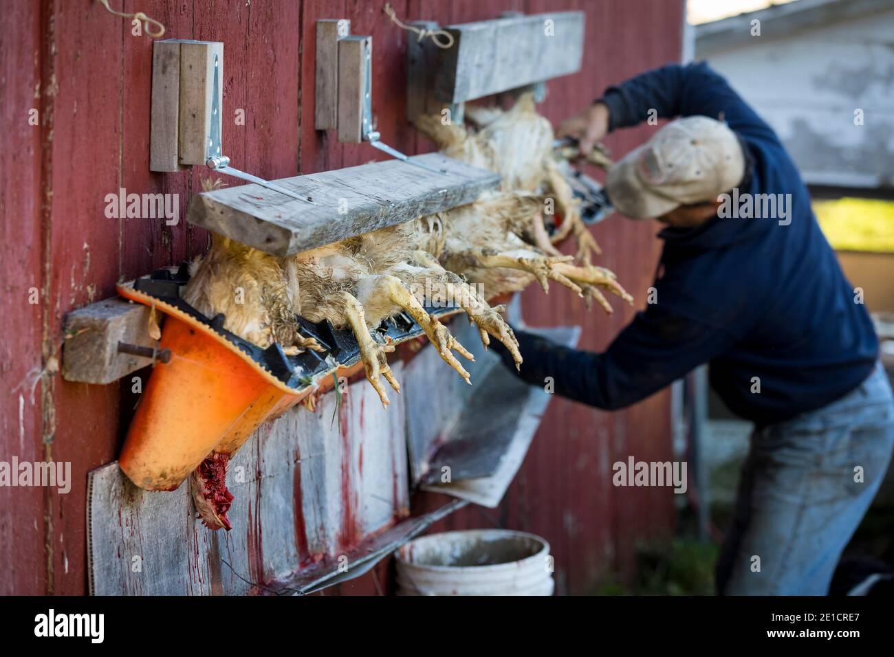 Chicken butchering near Elk Hart Lake, Wisconsin Stock Photo Alamy