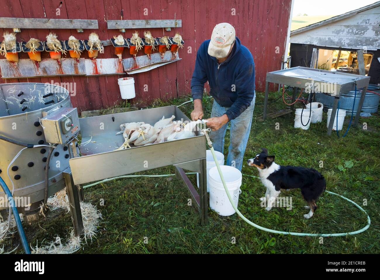 Chicken butchering near Elk Hart Lake, Wisconsin Stock Photo Alamy