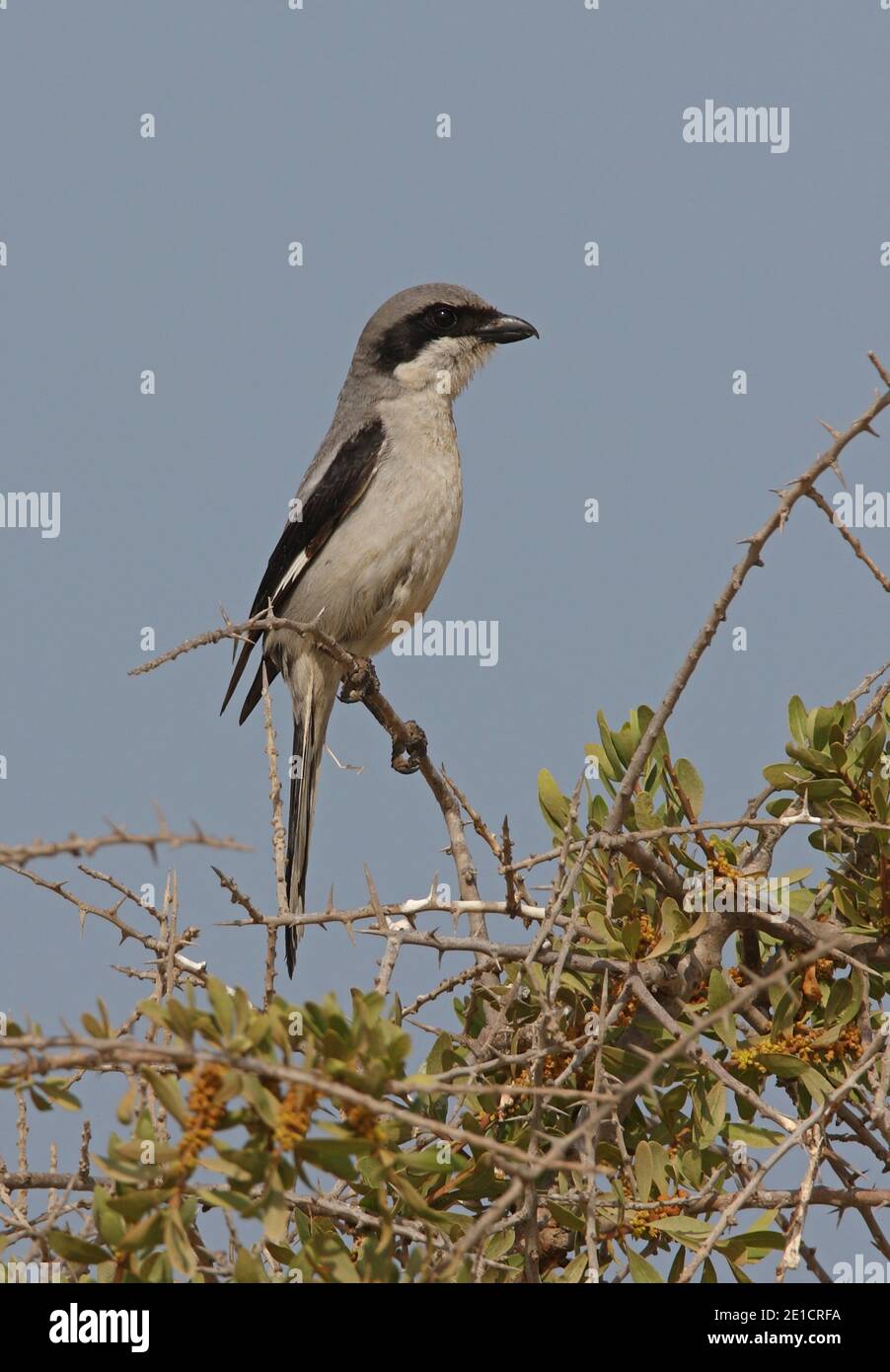 Southern Grey Shrike (Lanius meridionalis algeriensis) adult perched on bush top  Morocco              May Stock Photo