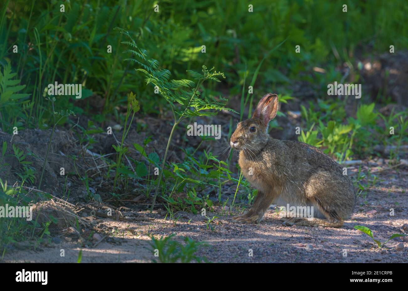 Snowshoe hare in northern Wisconsin Stock Photo Alamy