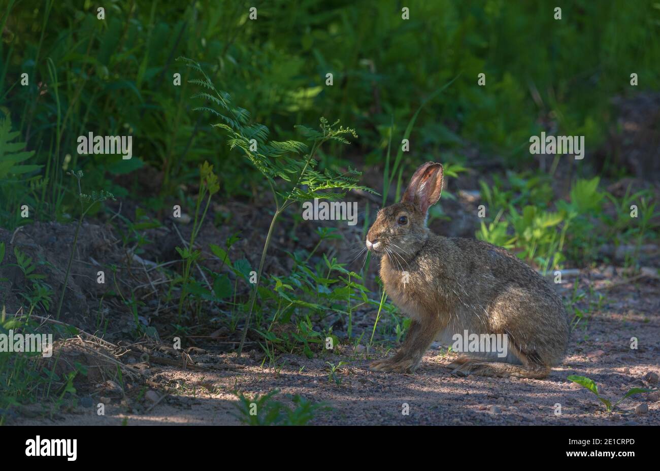 Snowshoe hare in northern Wisconsin. Stock Photo