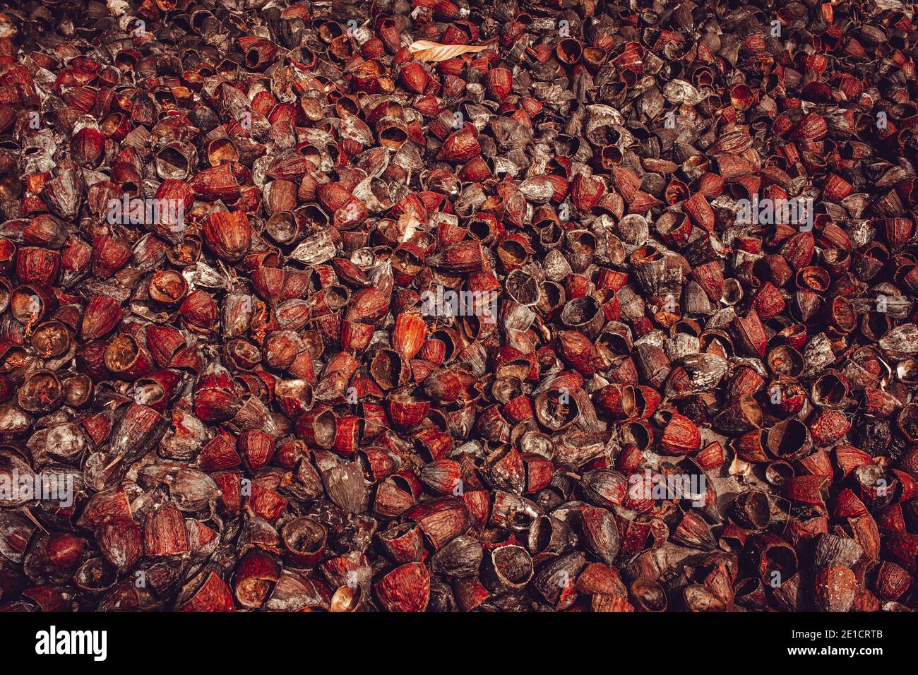 Outer shells of the Cacao fruits. Shells of cocoa fruit after seeds ...