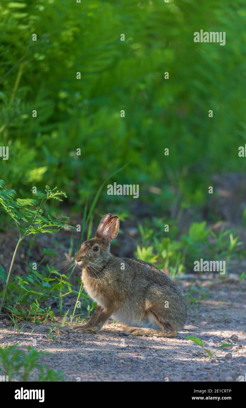 Snowshoe hare in northern Wisconsin Stock Photo Alamy