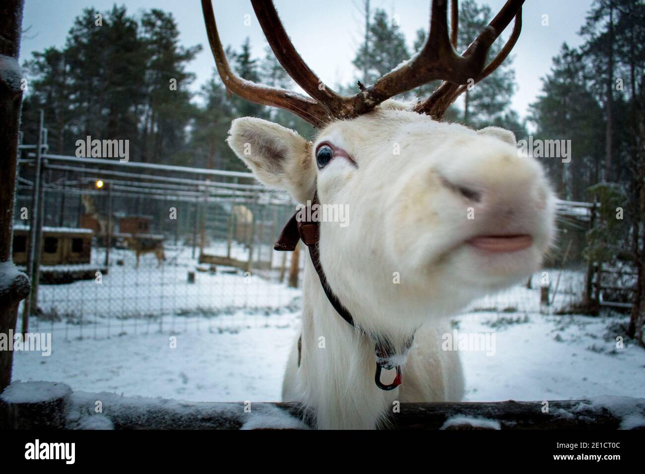 Reindeer at Lapland, Finland Stock Photo Alamy