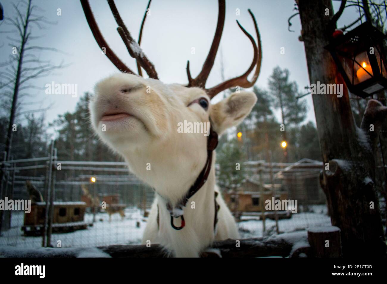 Reindeer at Lapland, Finland Stock Photo - Alamy