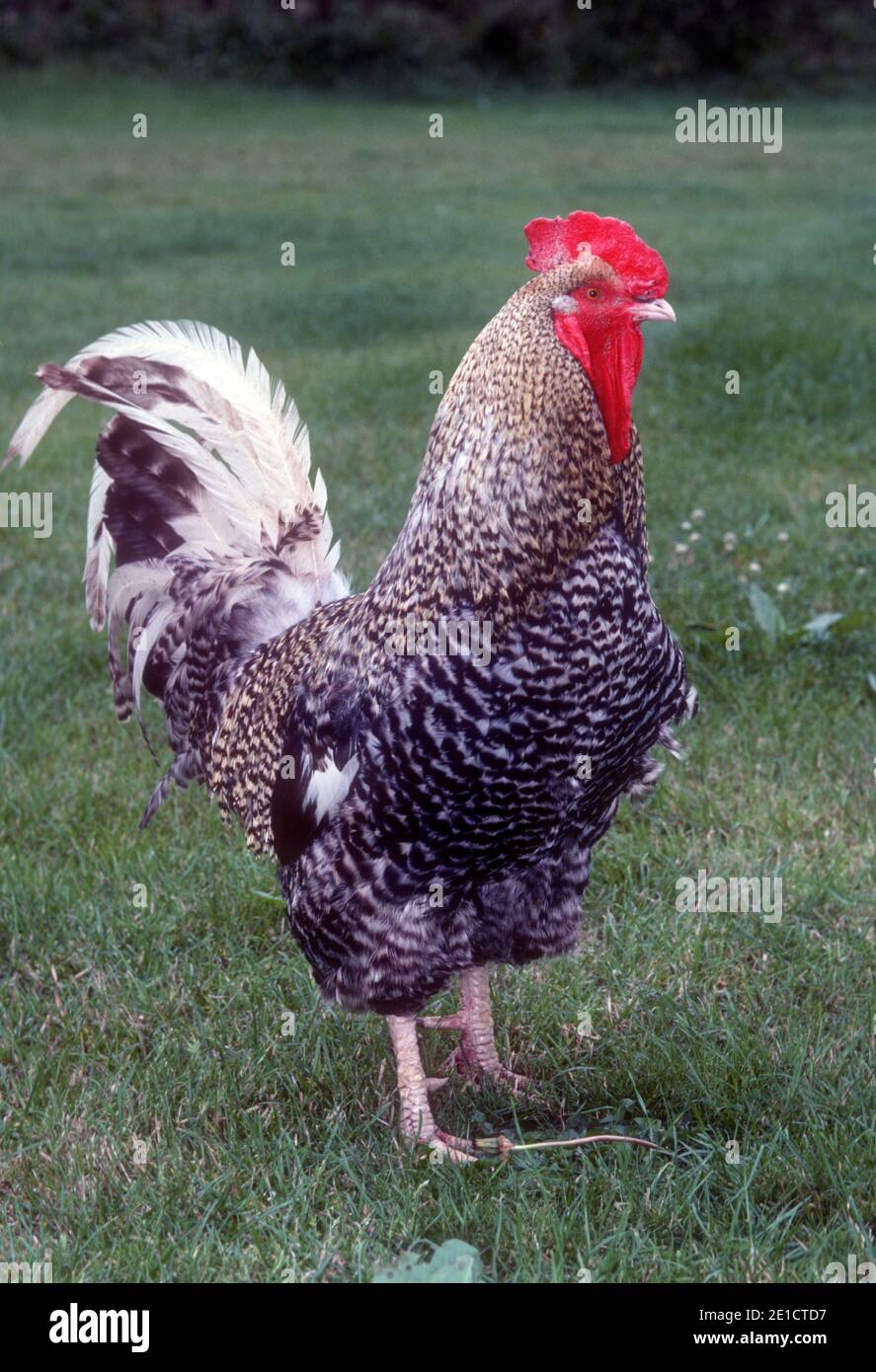 Scots Dumpy Cockerel rare poultry breed UK Stock Photo