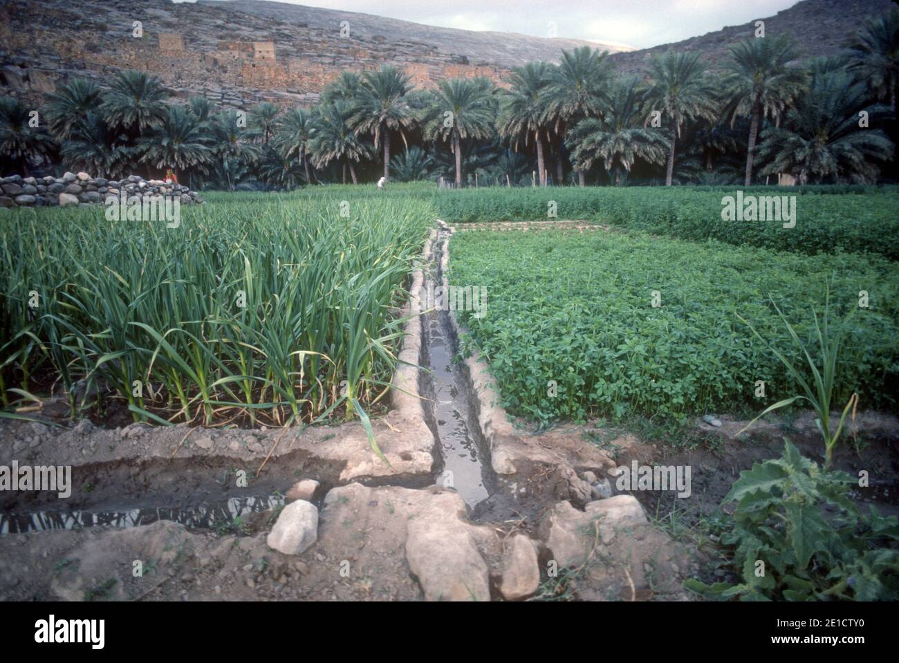 Crops growing alongside Falaj irrigation channels Sultanate of Oman Stock Photo