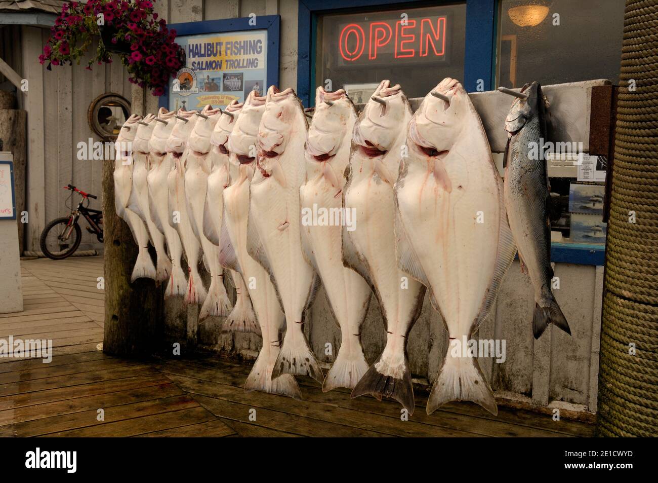 Hanging halibut fish, Kachemak, Alaska, USA Stock Photo Alamy