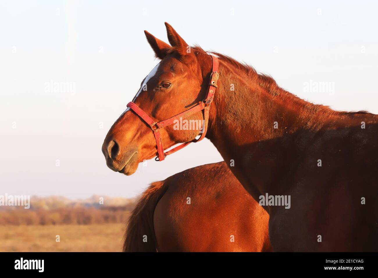 Beautiful kisberi felver horse grazing on the hungarian puszta at sunset golden hour Stock Photo