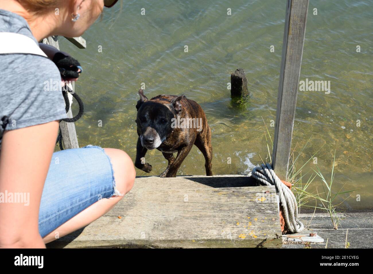 Dog Climbing Out of Water at the Seaside While Owner Waits Stock Photo