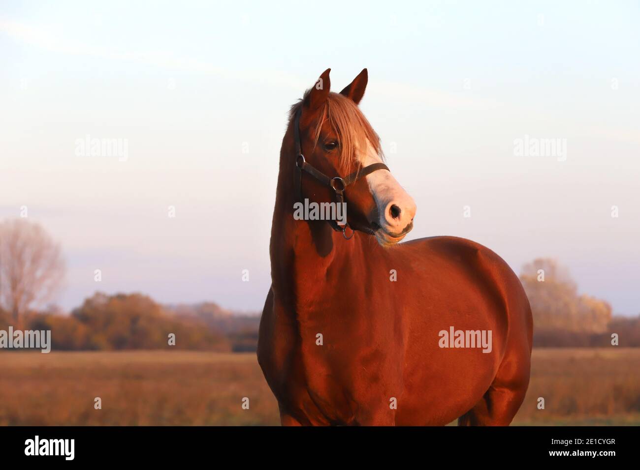 Beautiful kisberi felver horse grazing on the hungarian puszta at sunset golden hour Stock Photo