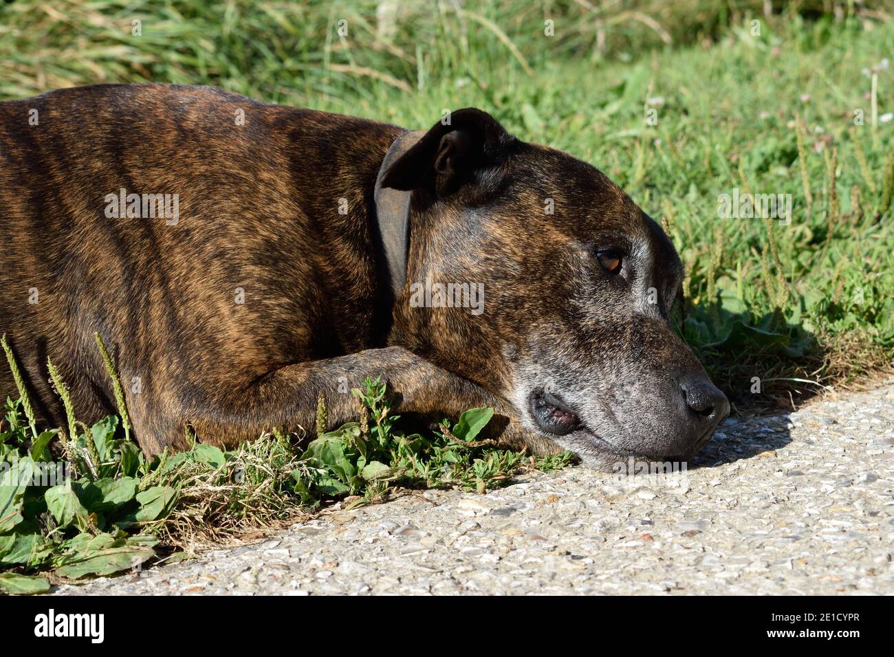 Why Do Dogs Lay Down While Walking