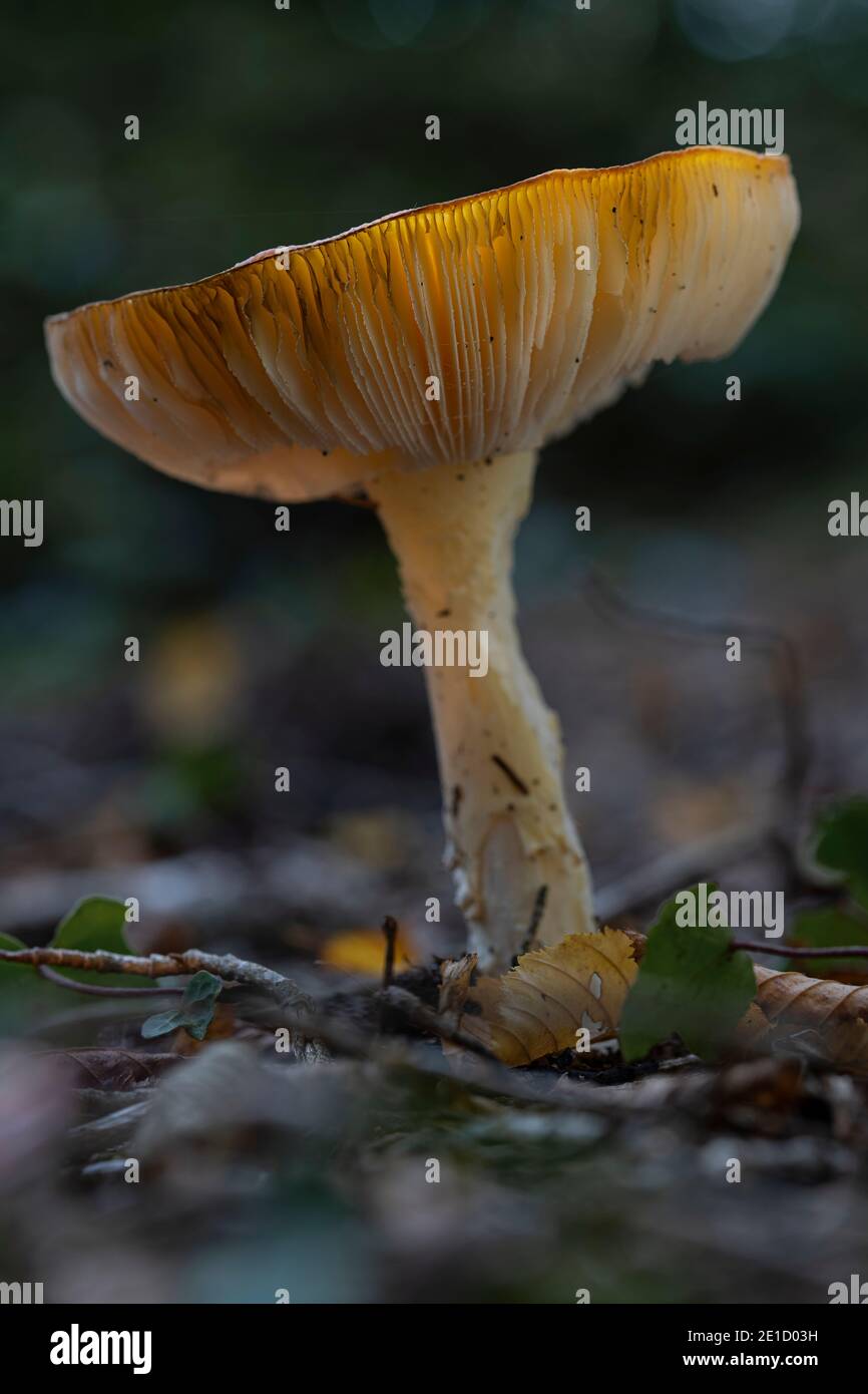 Mushroom yellow white Russula ochroleuca with sunlight through the hat and lamellae in a forest in the Netherlands Stock Photo