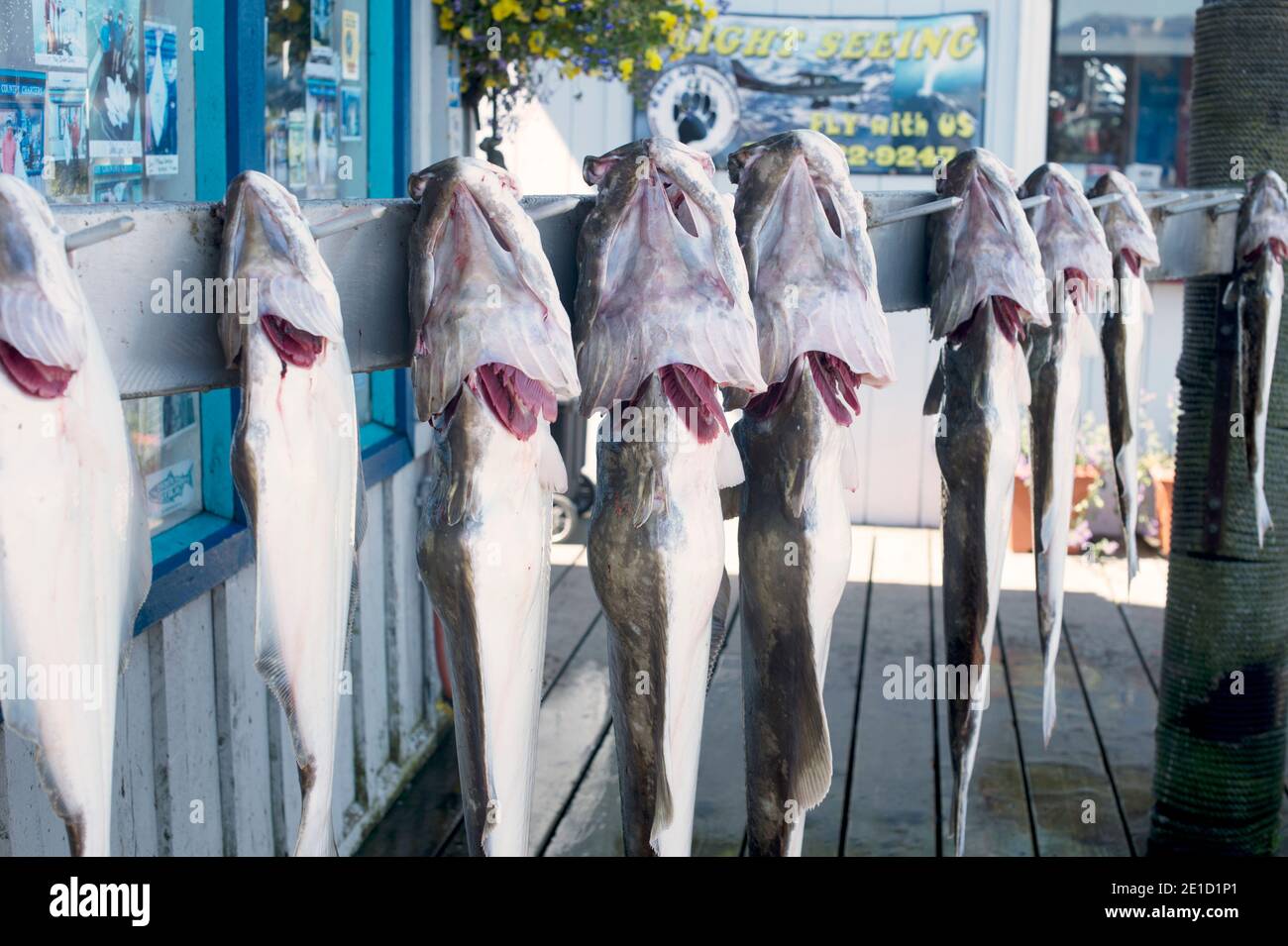Freshly caught halibuts drying on outdoor rack, Homer, Alaska, USA ...