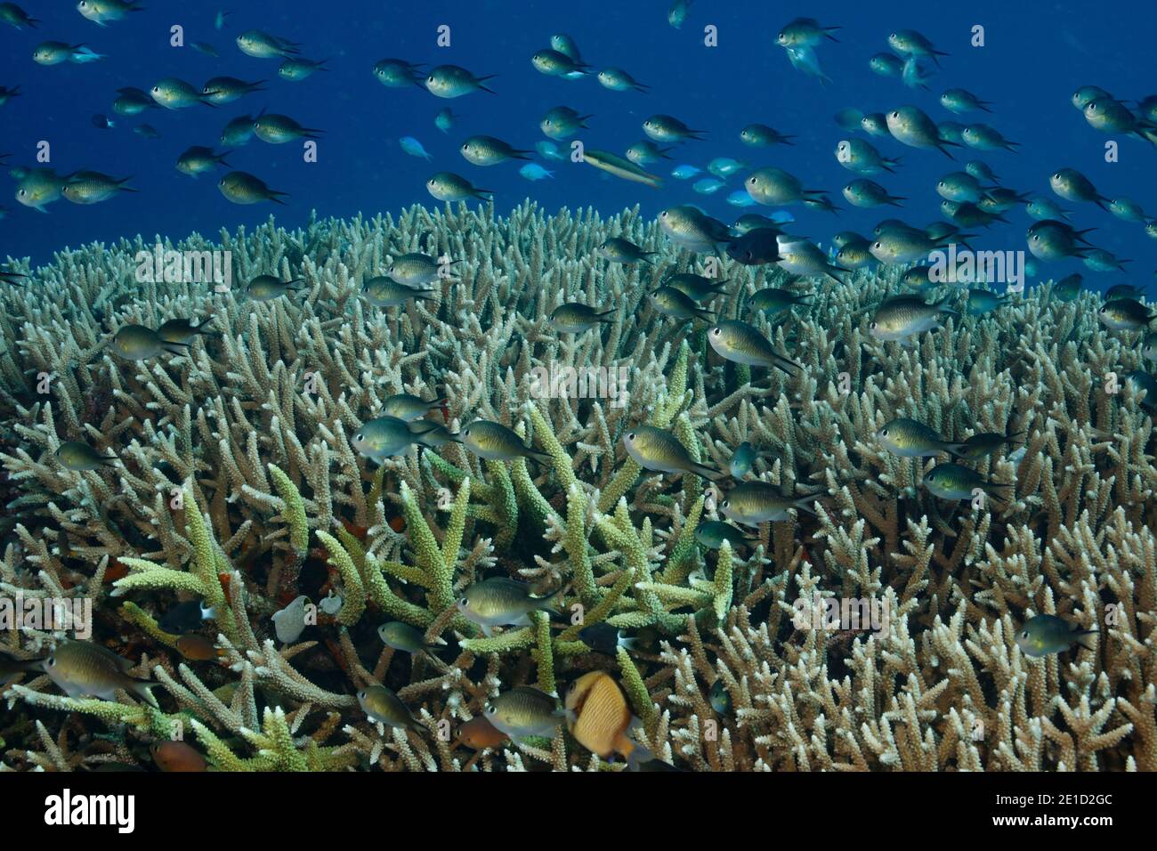 school of Chromis fish swimming aboveÃ‚Â staghorn coralÃ‚Â (Acropora cervicornis), Great Detached Reef, Great Barrier Reef, Australia Stock Photo
