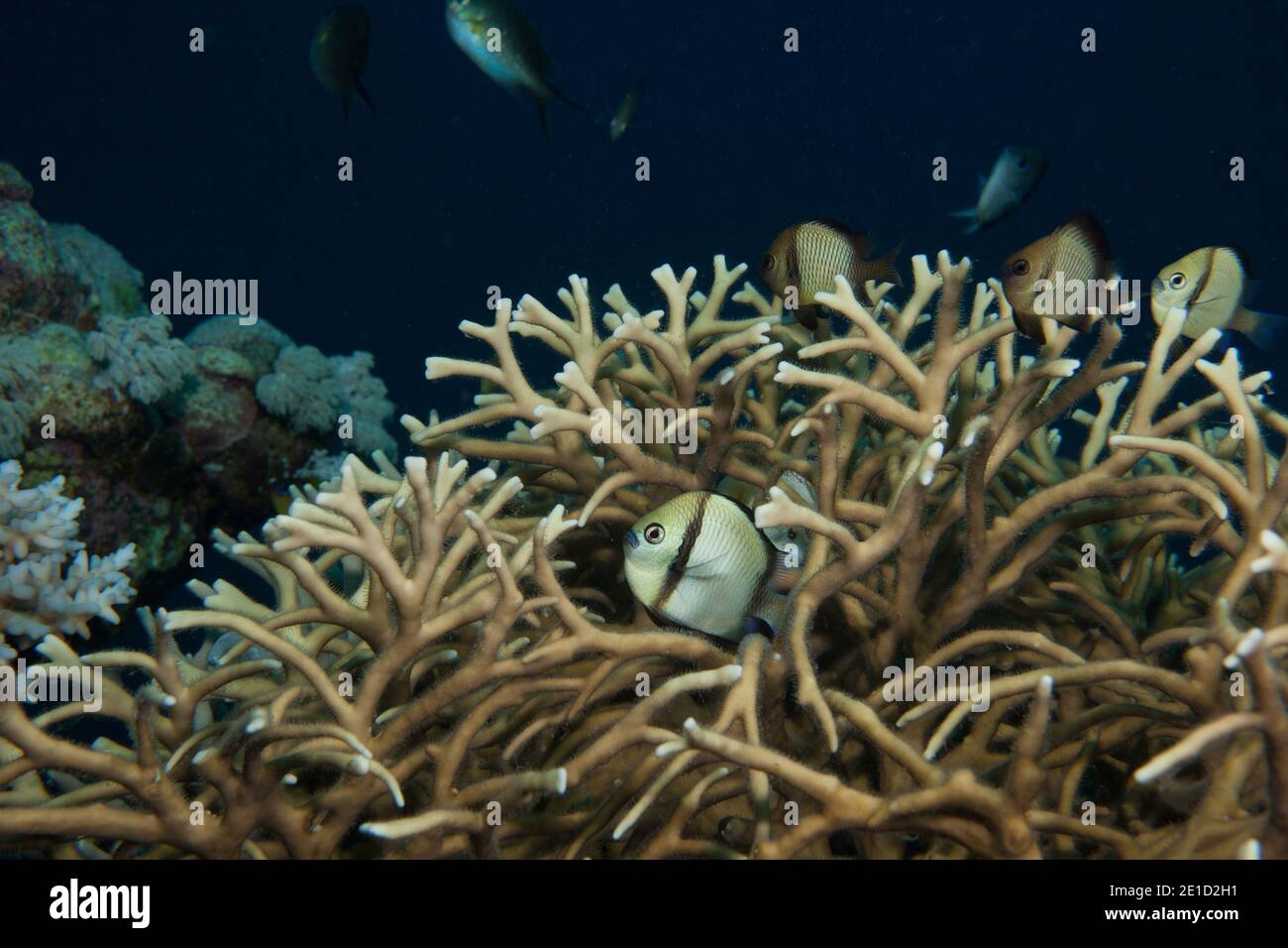 Reticulated damselfish (Dascyllus reticulatus) among hard corals, Far North, Great Barrier Reef, Australia Stock Photo