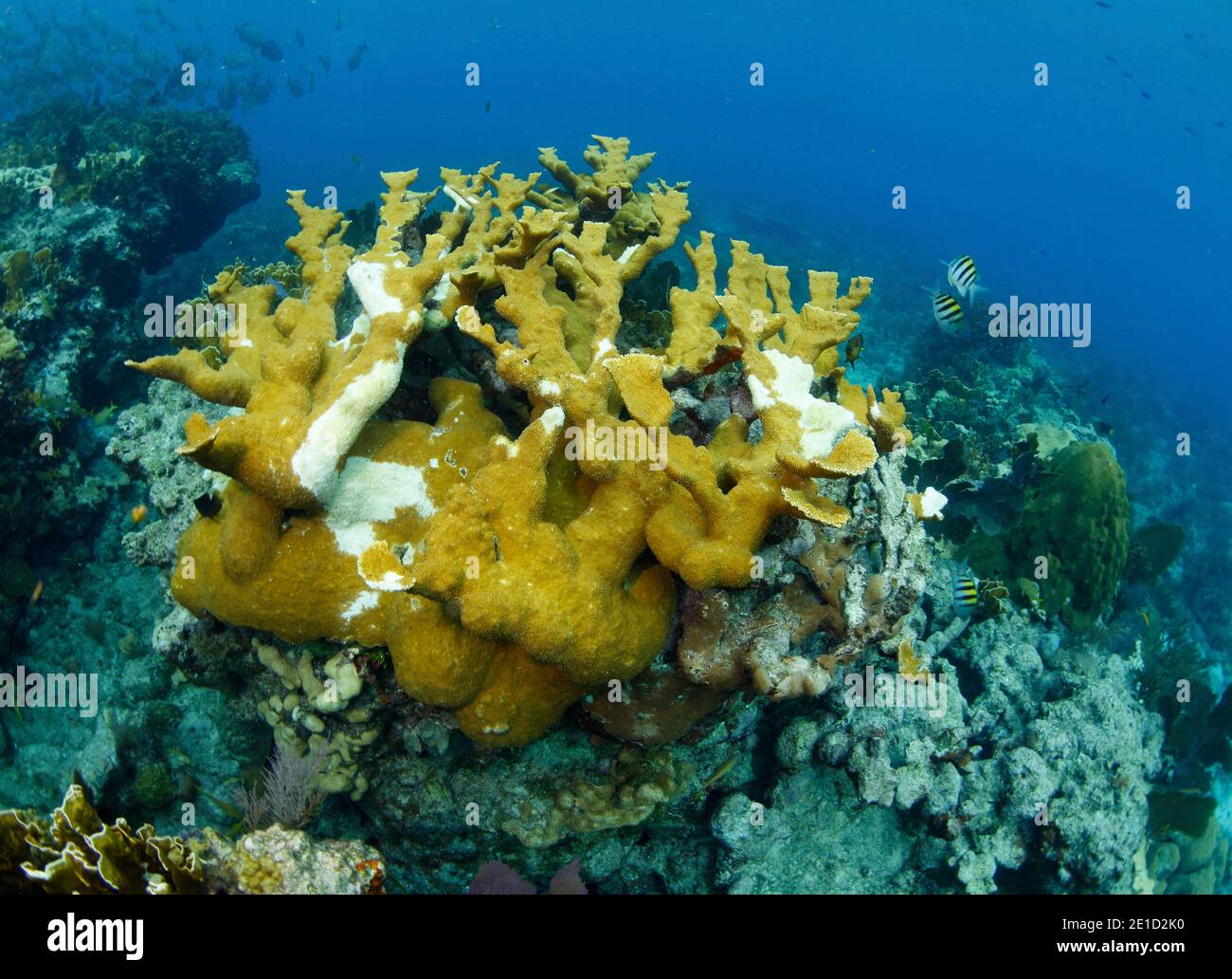 Elkhorn coral (Acropora palmata), Key Largo, Florida, USA Stock Photo