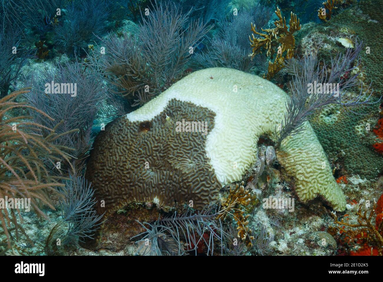 Dying symmetrical brain coral (Pseudodiploria strigosa), Key Largo, Florida, USA Stock Photo