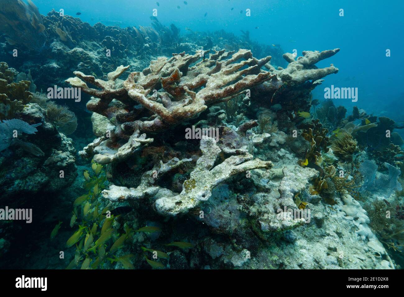 Dead elkhorn coralÃ‚Â (Acropora palmata), Key Largo, Florida, USA Stock Photo