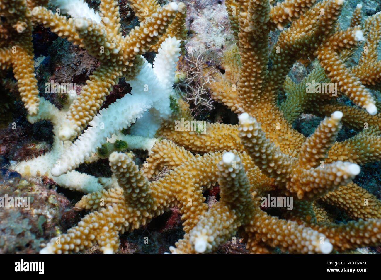 Staghorn coralÃ‚Â (Acropora cervicornis), Key Largo, Florida, USA Stock Photo