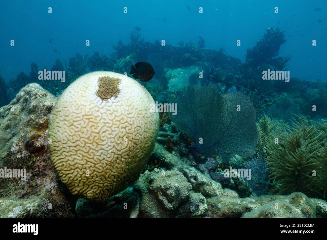 Symmetrical brain coralÃ‚Â (PseudodiploriaÃ‚Â strigosa), Key Largo, Florida, USA Stock Photo