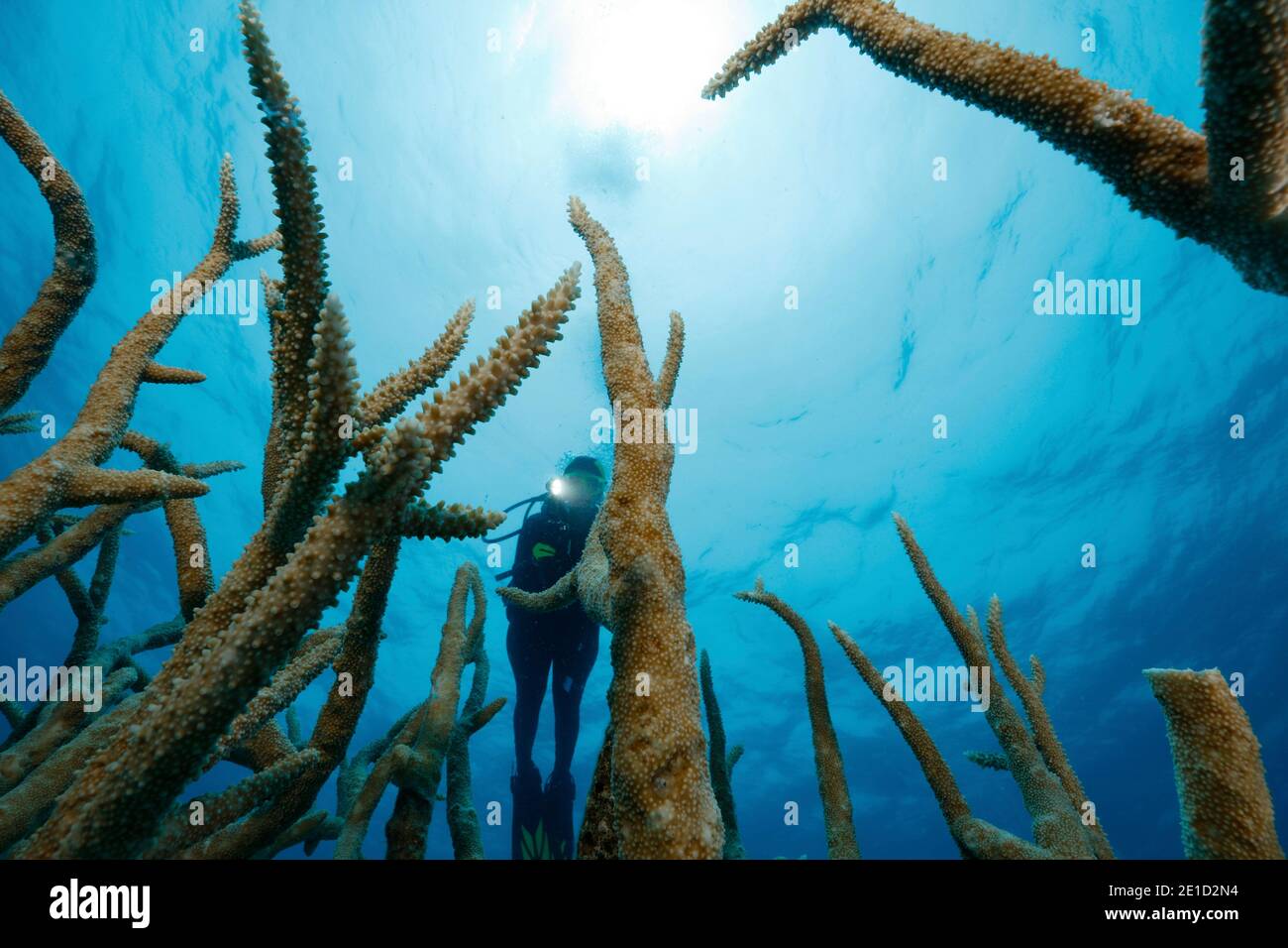 Staghorn coralÃ‚Â (Acropora cervicornis), Far North, Great Detached Reef, Great Barrier Reef, Australia Stock Photo