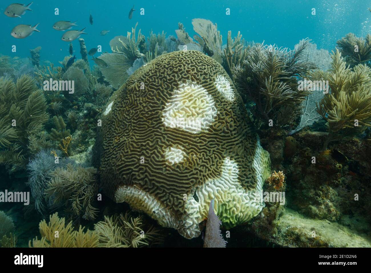 Symmetrical brain coralÃ‚Â (PseudodiploriaÃ‚Â strigosa), Key Largo, Florida, USA Stock Photo