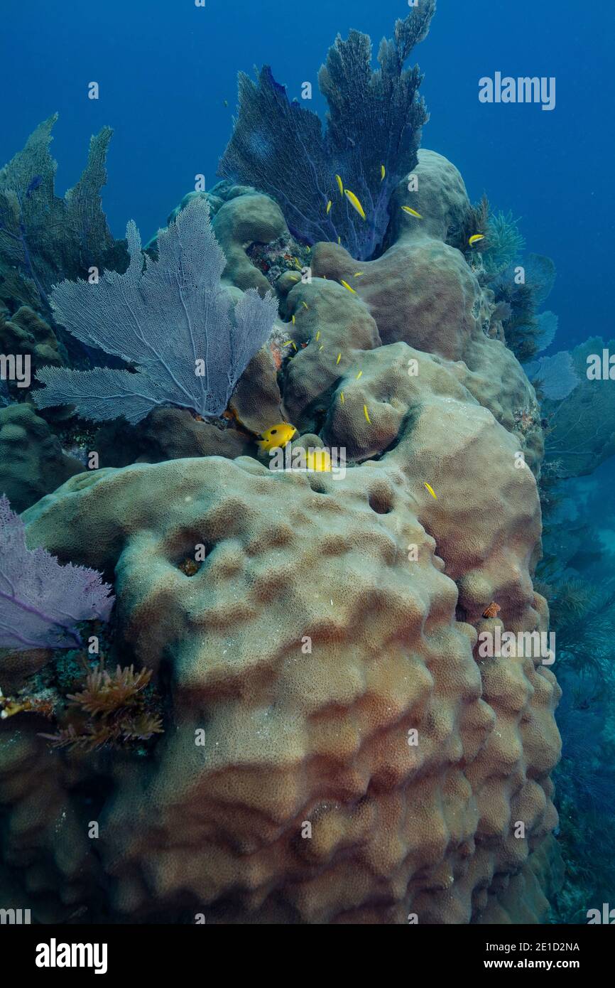 Marine life on a healthy coral head, Florida Keys Stock Photo