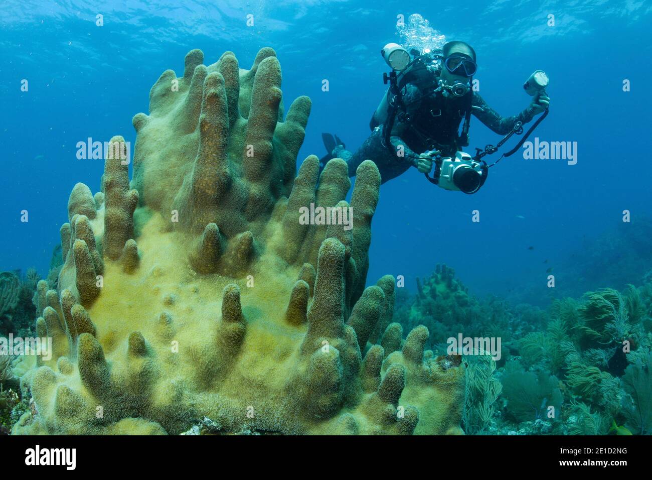 Pillar coralÃ‚Â (Dendrogyra cylindrus), Key Largo, Florida, USA Stock Photo