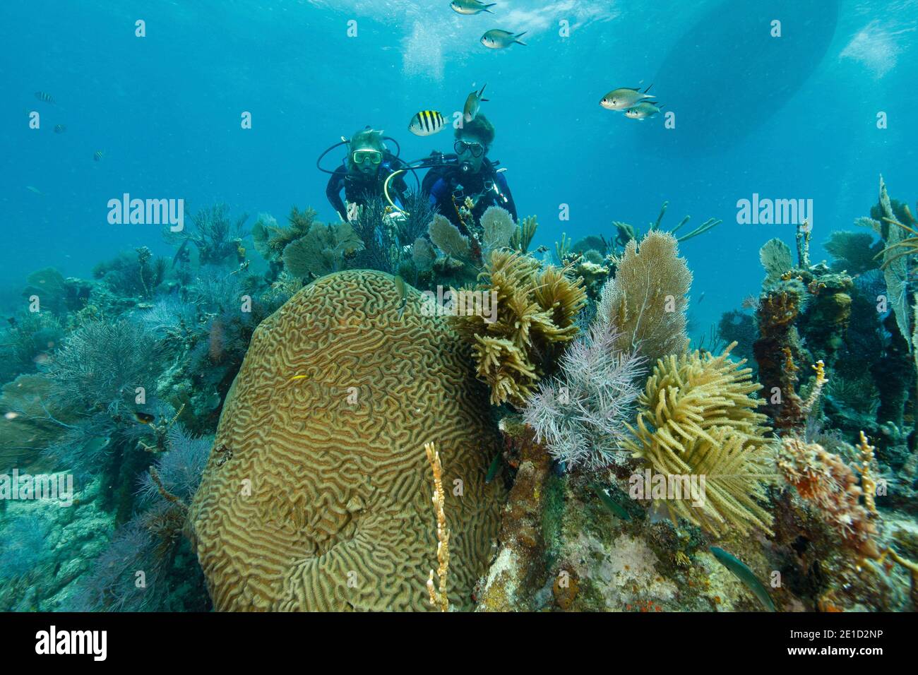 Symmetrical brain coralÃ‚Â (PseudodiploriaÃ‚Â strigosa), Key Largo, Florida, USA Stock Photo