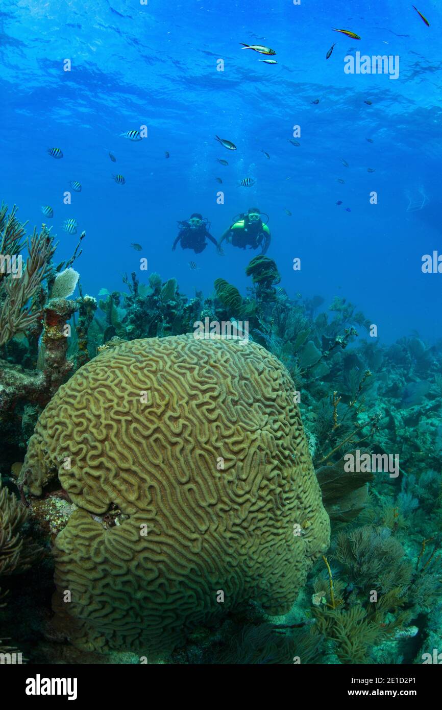 Symmetrical brain coral (Pseudodiploria strigosa), Key Largo, Florida, USA Stock Photo